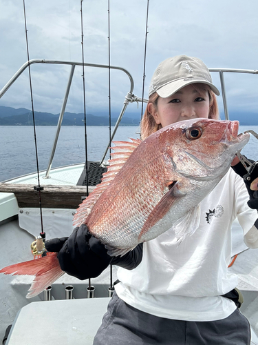 マダイの釣果