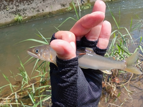 アユの釣果