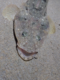 マゴチの釣果