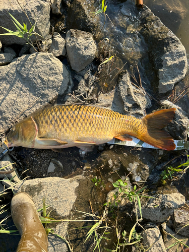 コイの釣果