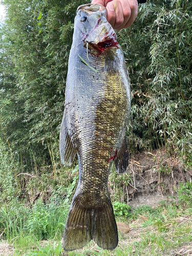 スモールマウスバスの釣果