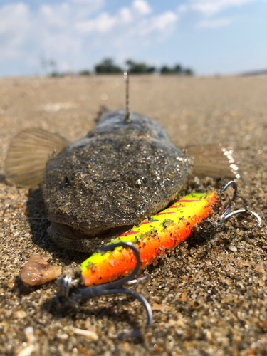 マゴチの釣果