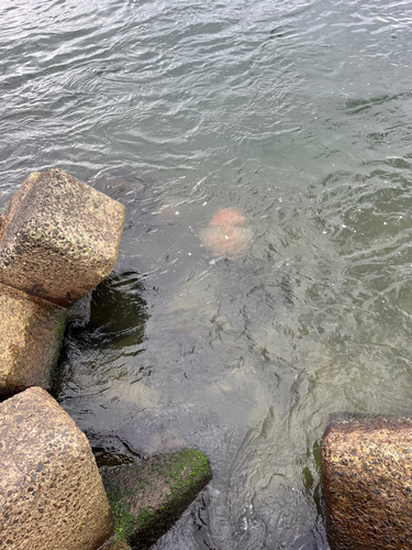 ショゴの釣果