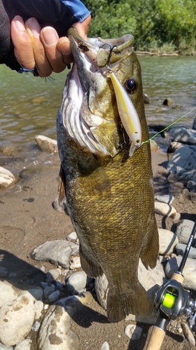 スモールマウスバスの釣果