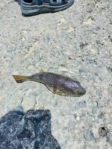 ショウサイフグの釣果