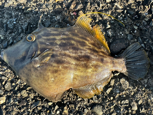 カワハギの釣果