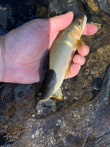 アユの釣果