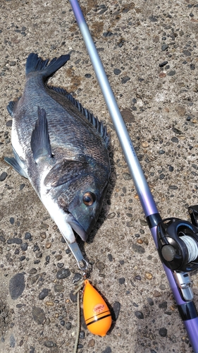 クロダイの釣果