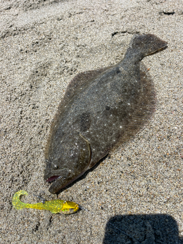 ソゲの釣果