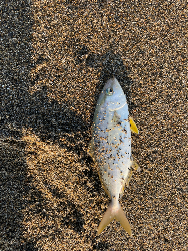 ショゴの釣果