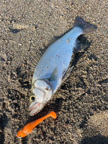 セイゴ（ヒラスズキ）の釣果