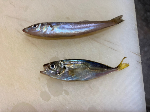 アジの釣果