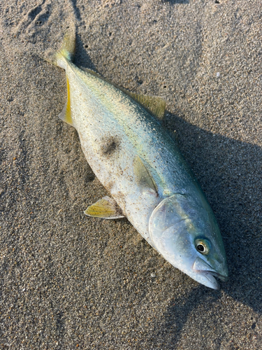 ワカシの釣果