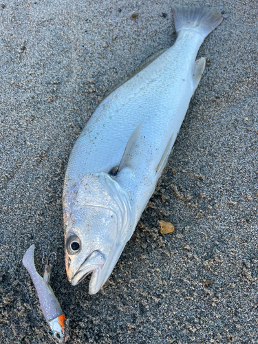 ニベの釣果