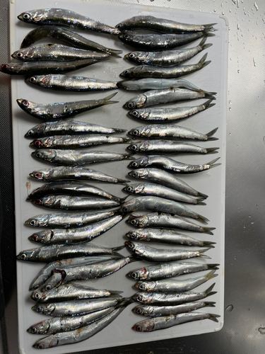 カタクチイワシの釣果