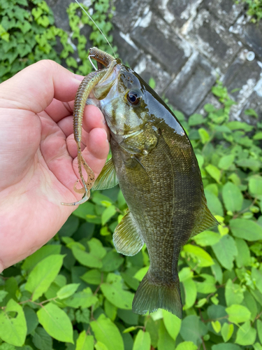 スモールマウスバスの釣果