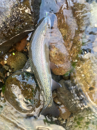 ニジマスの釣果