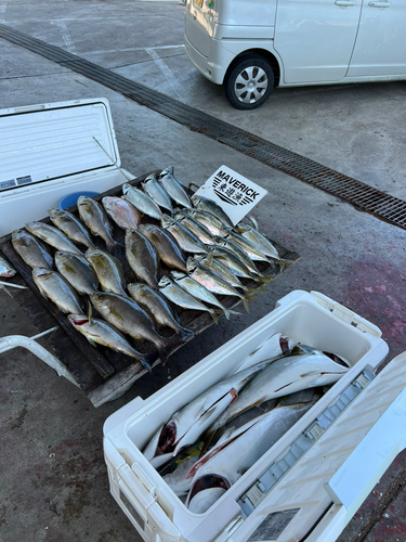 ハマチの釣果