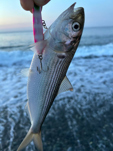 コノシロの釣果