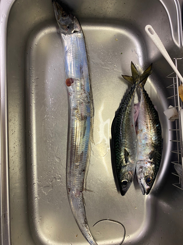 タチウオの釣果