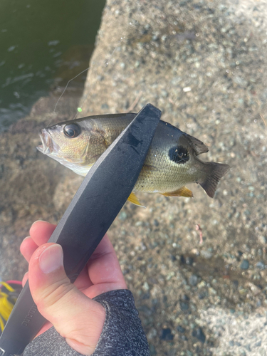 クロホシフエダイの釣果