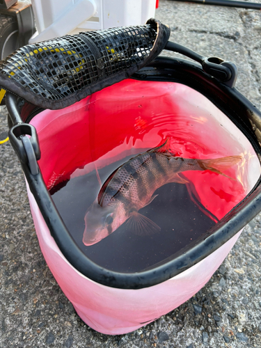 メイチダイの釣果