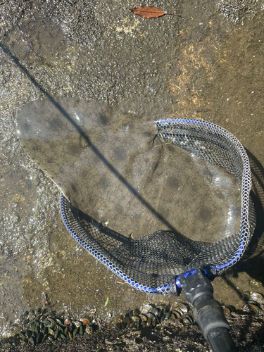 ツバクロエイの釣果