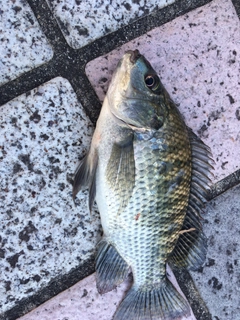 ナイルティラピアの釣果