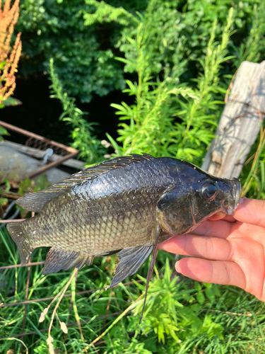 ティラピアの釣果