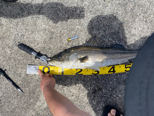 シーバスの釣果