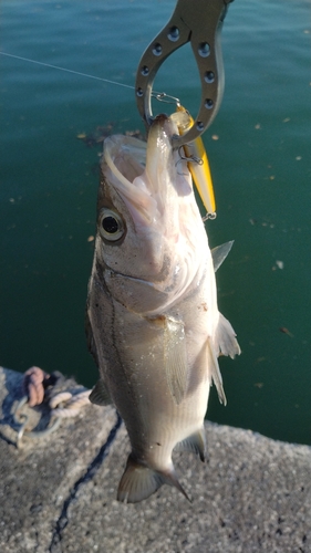 セイゴ（ヒラスズキ）の釣果