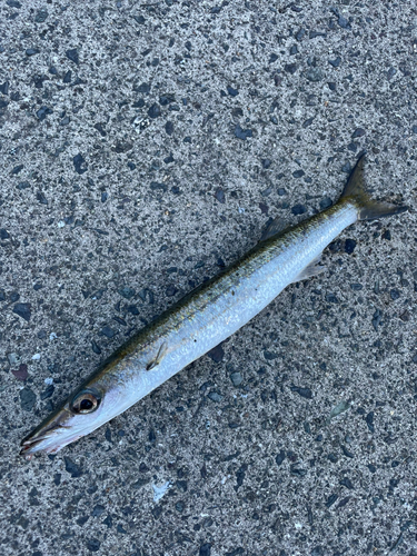 タイワンカマスの釣果