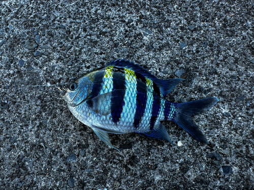 オヤビッチャの釣果