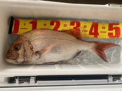 マダイの釣果