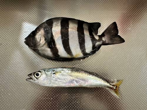 サンバソウの釣果