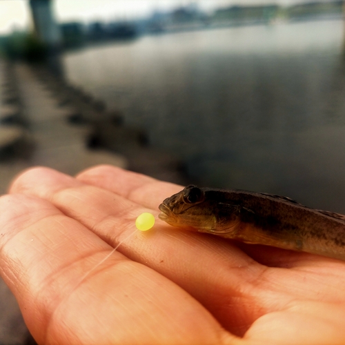 ハゼの釣果