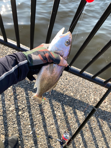 イシモチの釣果