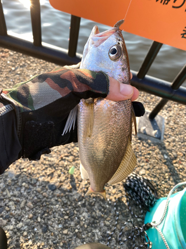 イシモチの釣果