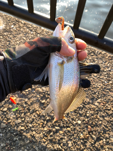 イシモチの釣果