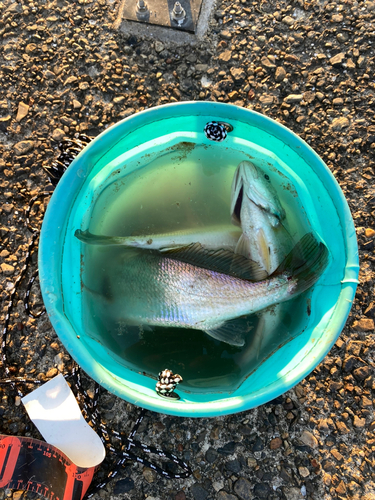 イシモチの釣果