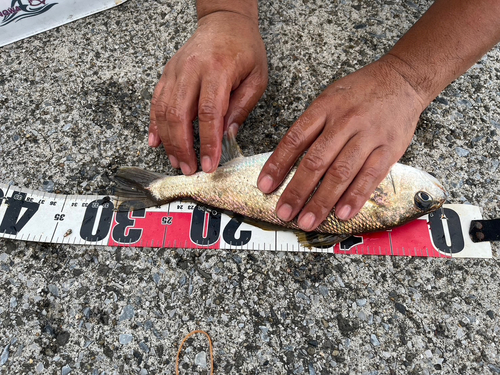 イシモチの釣果