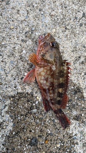 カサゴの釣果