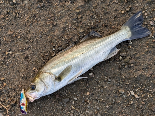 フッコ（マルスズキ）の釣果