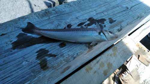 シロギスの釣果