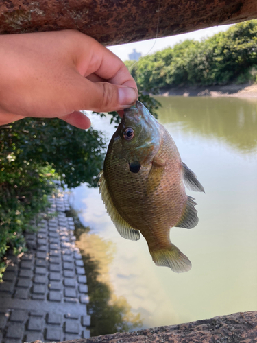 ブルーギルの釣果