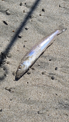 キスの釣果