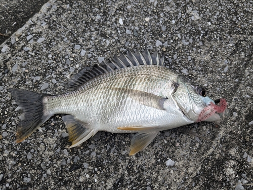 キビレの釣果