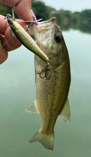 ブラックバスの釣果