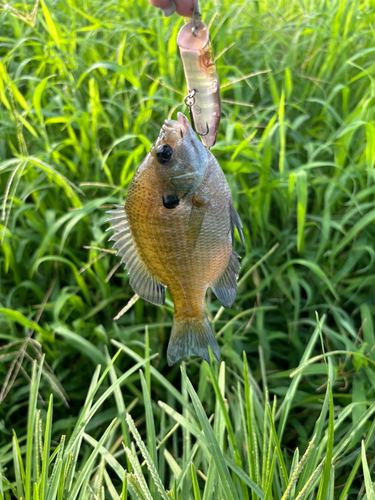 ブルーギルの釣果