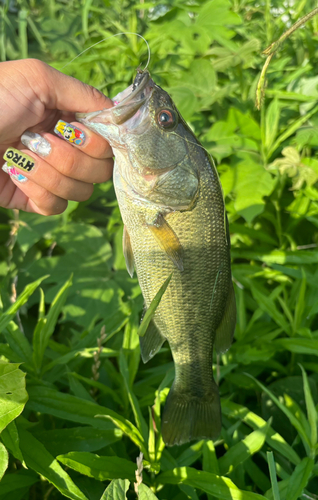 ブラックバスの釣果